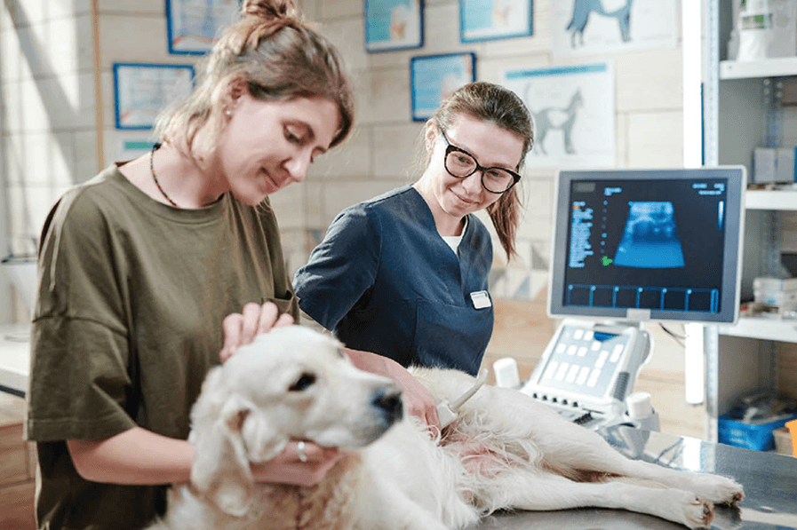 Dog at Vet for Heartworm Treatment