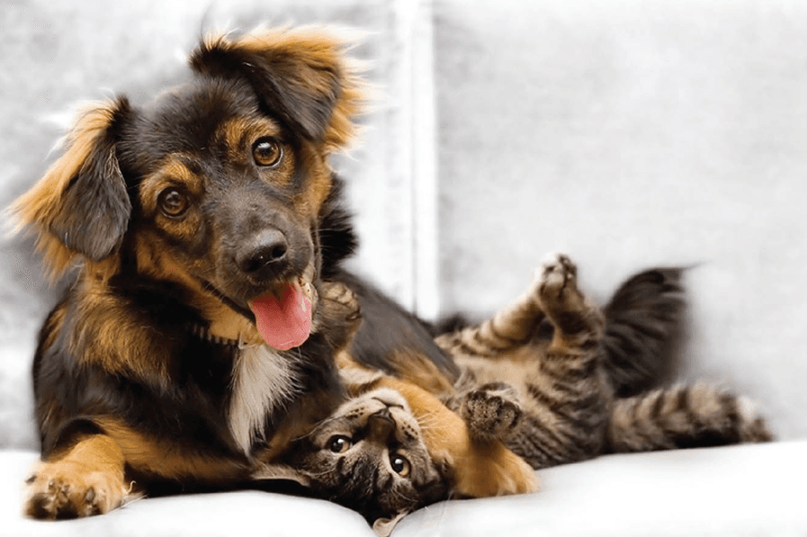 Cat with Small Dog